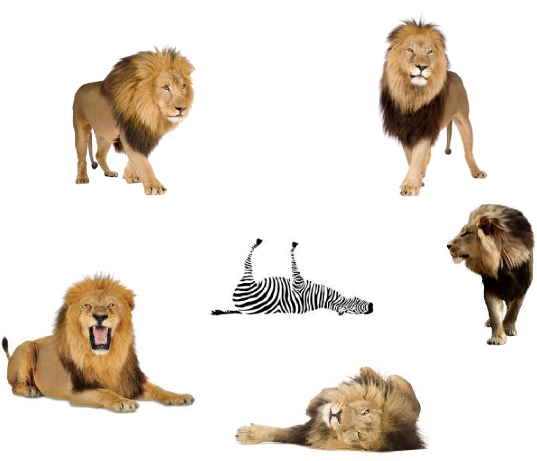 Lions And A Dead Zebra - Kids' Guide To Bible Animals (771x661), Png Download