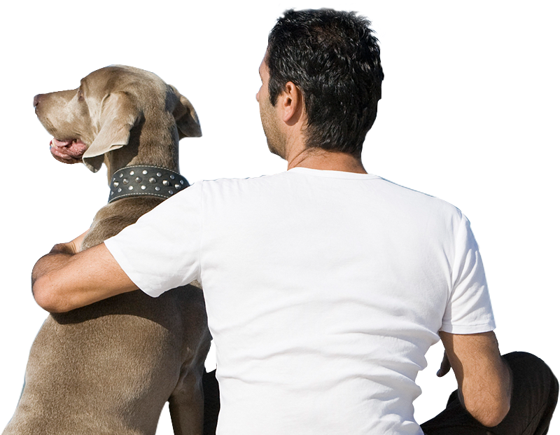 The Aspca Indicates That Of The Roughly - Companion Dog (869x635), Png Download
