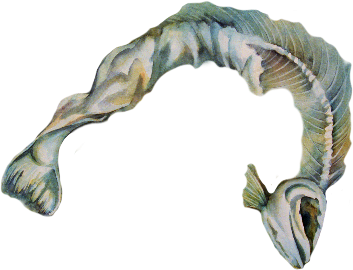 I Die And Leave My Body For Food - Electric Eel (1500x1139), Png Download