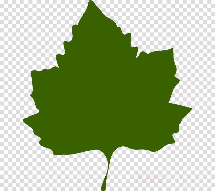 Grapes Leaf Clipart Common Grape Vine Clip Art - Grapes Leaf Clipart (900x800), Png Download
