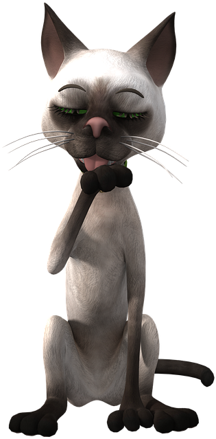 26+ Funny Cat Png Transparent Gif