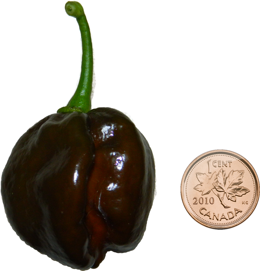Chocolate Habanero With Penny - Canadian Penny Wall Clock (1034x1077), Png Download
