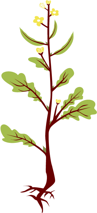Mustard Plant - Clipart Mustard Plant (700x734), Png Download