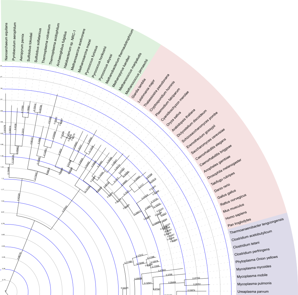 Branch Lengths And The Internal Tree Scale - Honda S2000 (958x950), Png Download