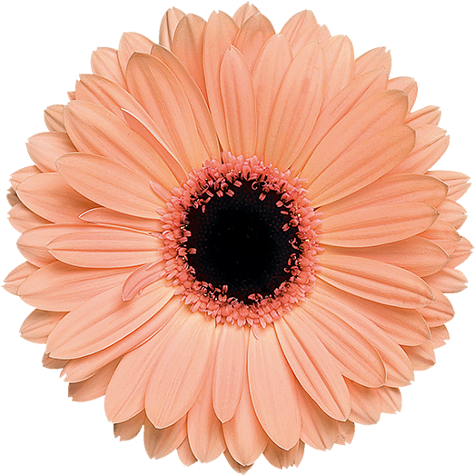 Alma® - Light Orange Flower Png (600x600), Png Download