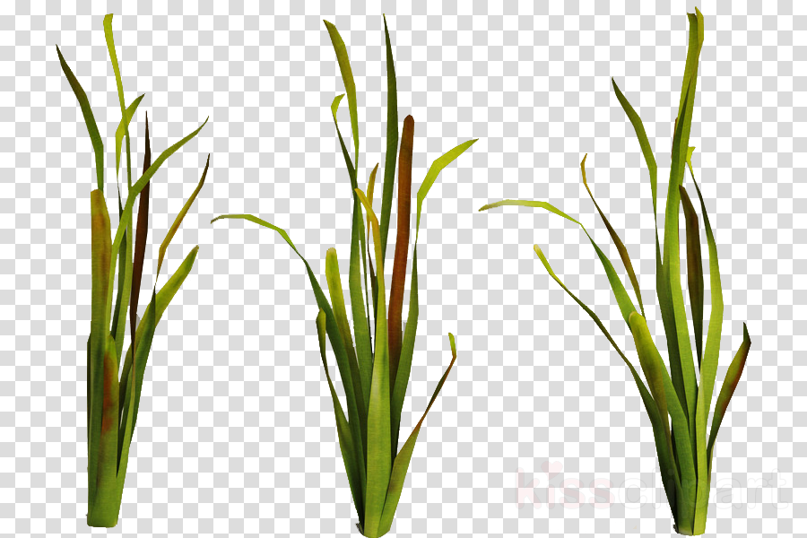 Download Underwater Plants Transparent Clipart Aquatic - Underwater Plants Png (900x600), Png Download