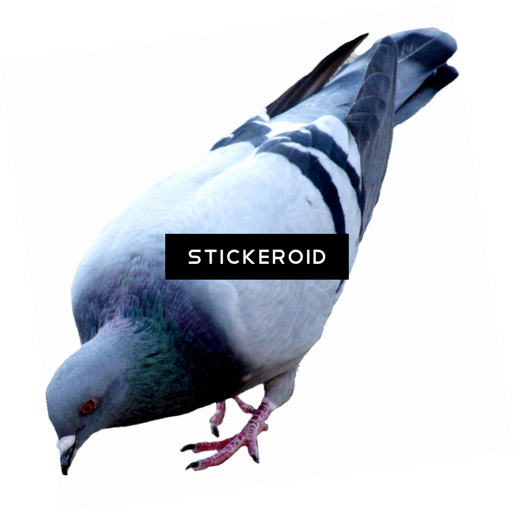 Pigeon Birds - Pigeons And Doves (1008x1009), Png Download