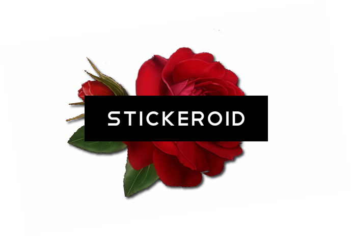 Single Red Rose Flowers - Floribunda (693x466), Png Download
