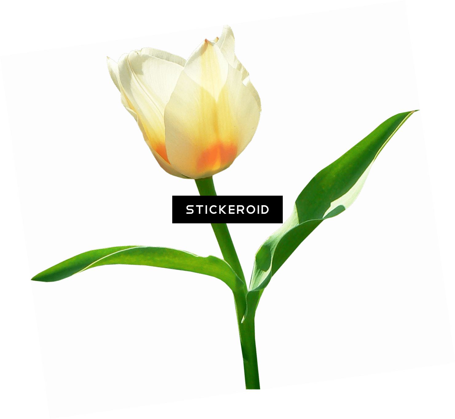 Single White Tulip - Tulipa Humilis (1482x1362), Png Download