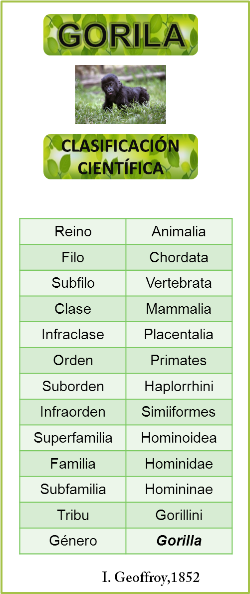 Tabla - Endangered Species (500x1196), Png Download