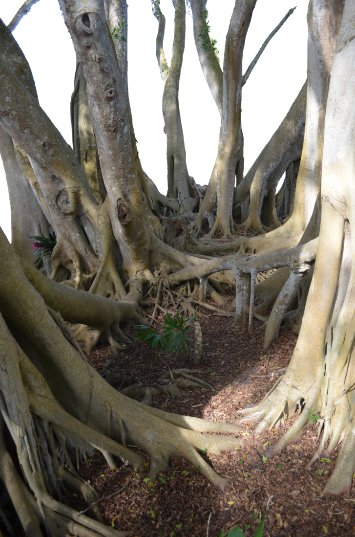 Root (727x1098), Png Download