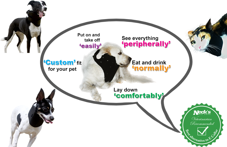 Best Alternative Care For Dog Cat Bird Best Alternative - Dog Neck Brace Collar (940x627), Png Download