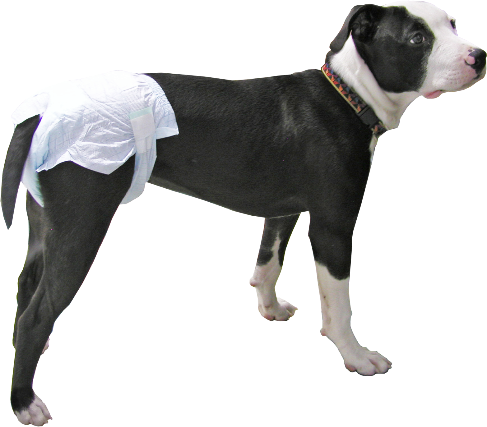 Peeper's Disposable Diapers For Dogs, Cats, & Pets - Walkin Wheels Disposable Diapers For Dogs - Package (2048x1666), Png Download