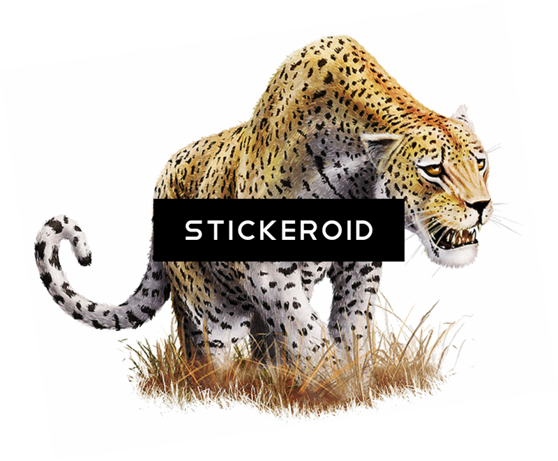 Leopard Png تحميل مجاني فهد - African Leopard (800x661), Png Download