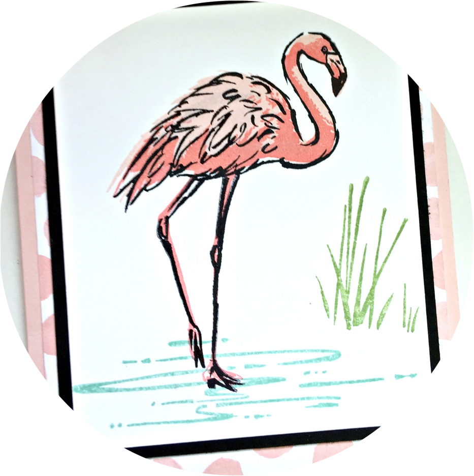 Greater Flamingo (964x991), Png Download