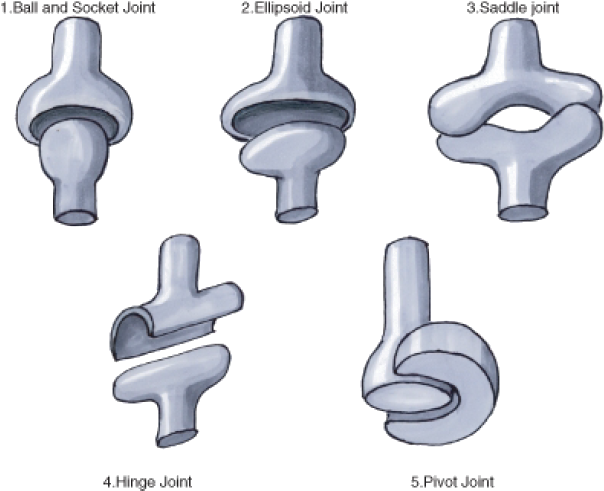 These Fully-movable Joints Between Bones Allow A Wide - Skeletal System Joints Diagram (636x520), Png Download