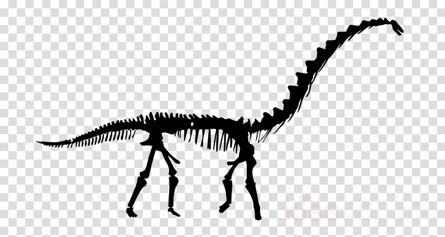 Download Rapetosaurus Skeleton Vinyl Wall Decals Quotes - Rapetosaurus Skeleton Vinyl Wall Decals Quotes Sayings (900x480), Png Download