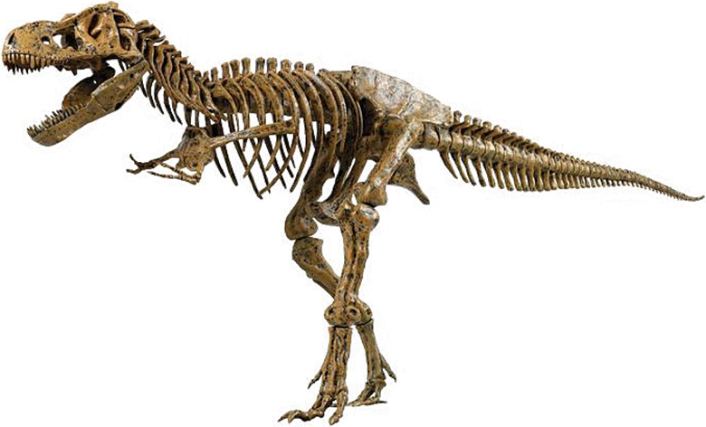 Above Is A Picture Of The Skeleton Of A Real Tyrannosaurus - T Rex Dinosaur Fossil (780x472), Png Download