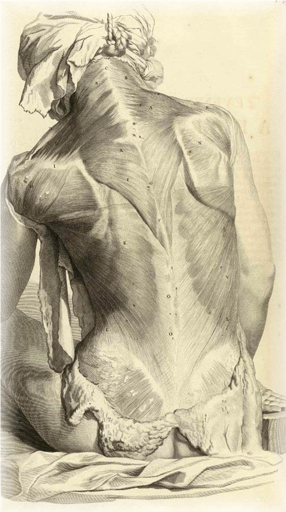 Banner Stock Anatomy Drawings Wearearamis Stuff - Gerard De Lairesse Anatomy (768x1024), Png Download