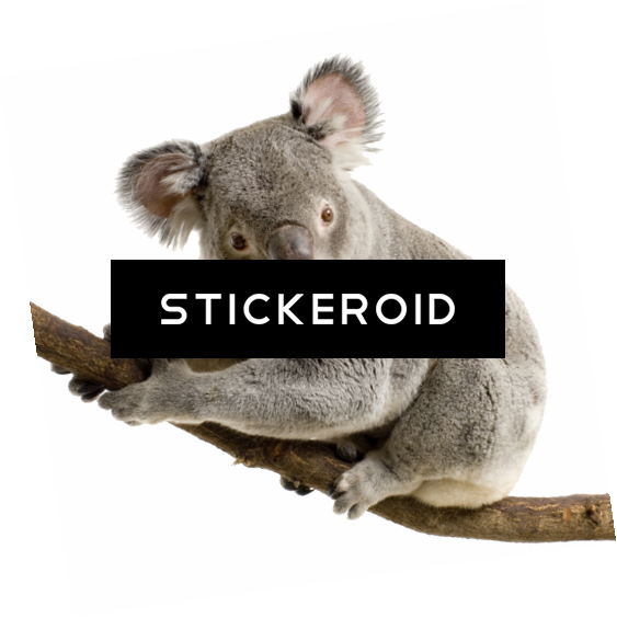 Koala - Koala Transparent Background (563x564), Png Download
