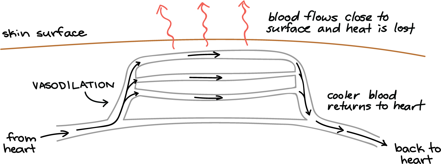 Diagram (1594x619), Png Download