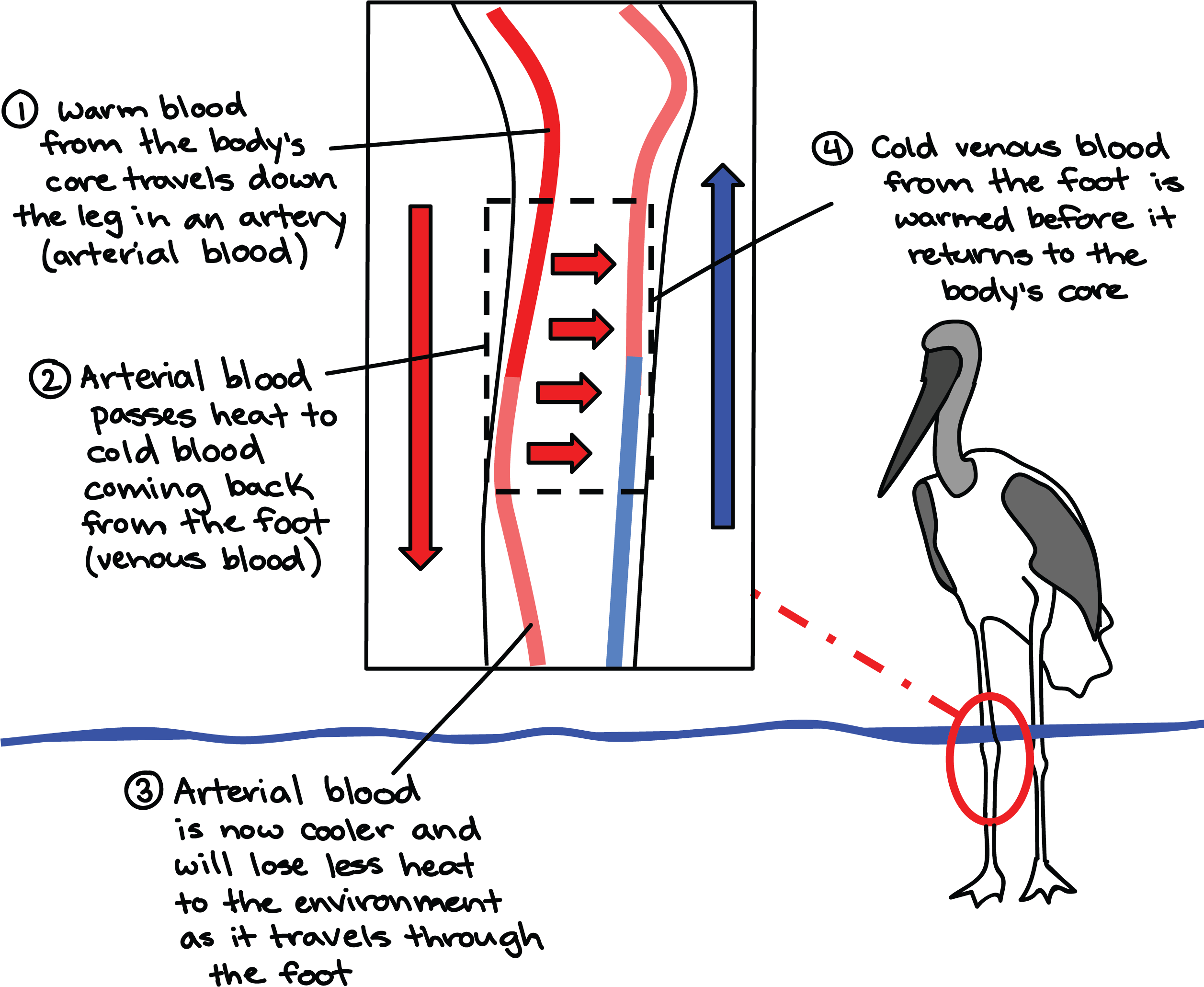 Countercurrent Heat Exchange In Birds (2550x2175), Png Download