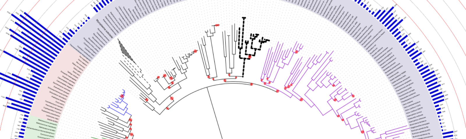 Using The Needleman-wunsch Algorithm To Draw Evolutionary - Phylogenetic Tree (1600x480), Png Download