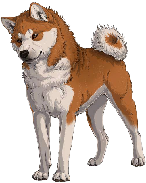 Love This Artwork American Akita, Inu, Dog Drawings, - Hachikō (527x640), Png Download