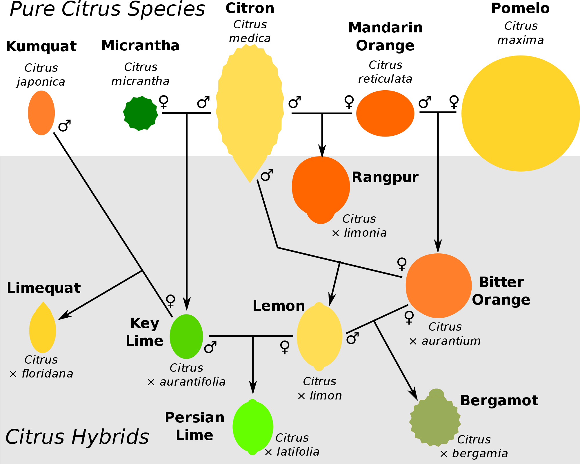Open - Citrus Taxonomy (2000x1624), Png Download