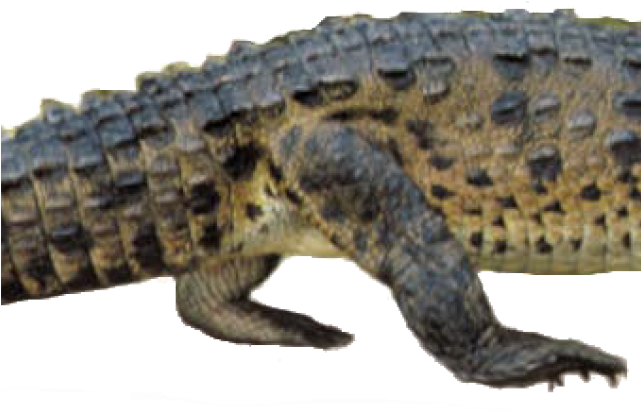 Alligators (640x480), Png Download