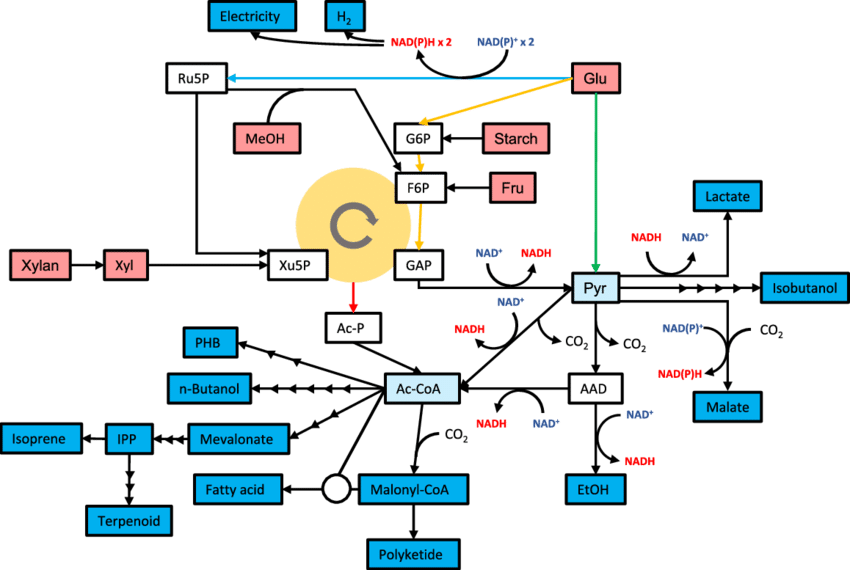 Modules For Chemical Production From Pyruvate And Acetyl - Acetyl-coa (850x570), Png Download