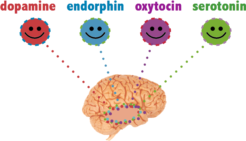 Chemicals In Brain - Meet Your Happy Chemicals: Dopamine, Endorphin, Oxytocin, (823x478), Png Download