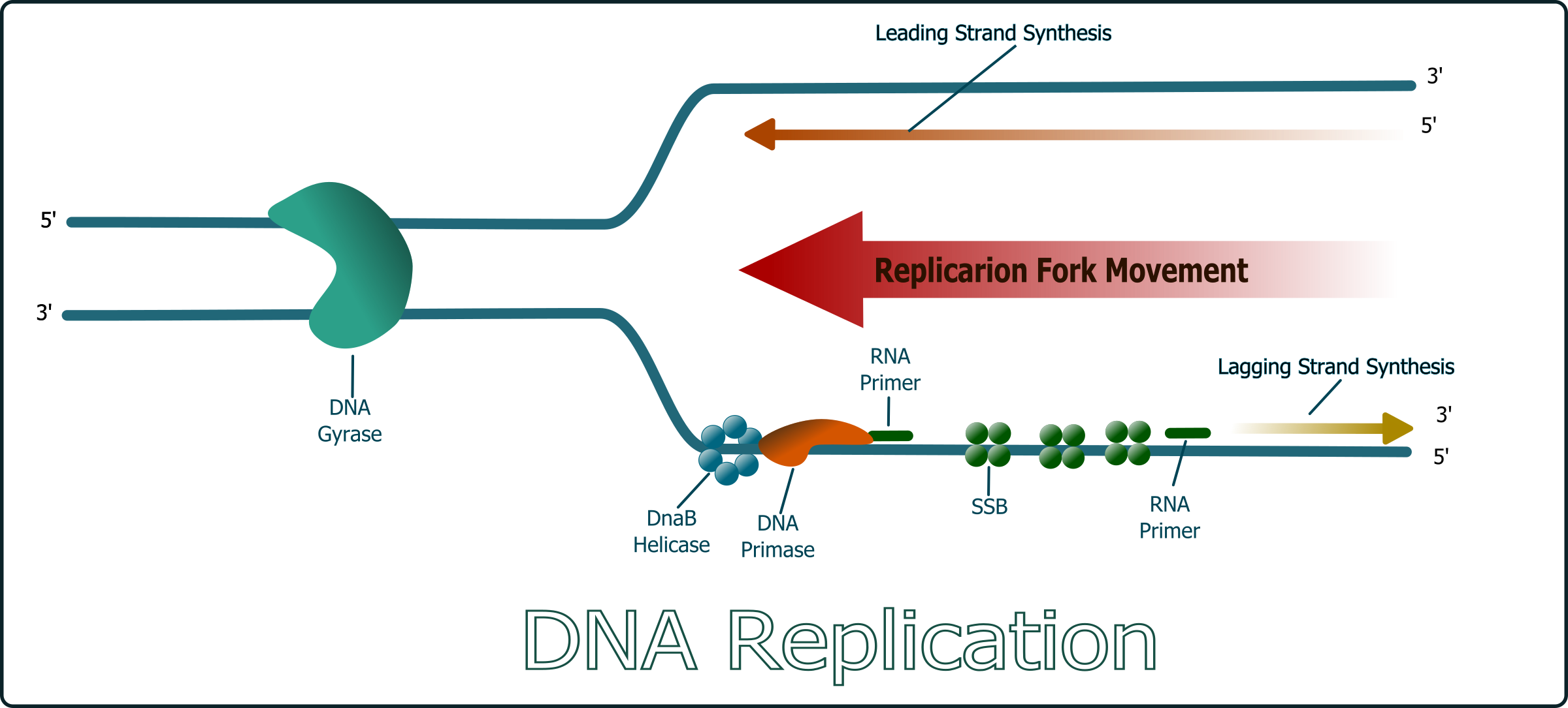 Big Image Png - Dna Replication Free Vector (2400x1085), Png Download