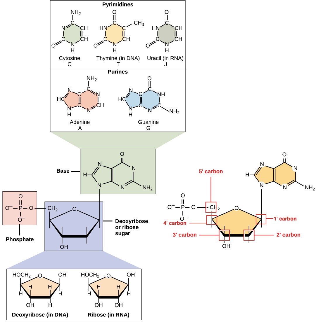 Dna Structure Clipart 6th Grade Science - Core Structure Of Rna Nucleotide (1117x1105), Png Download