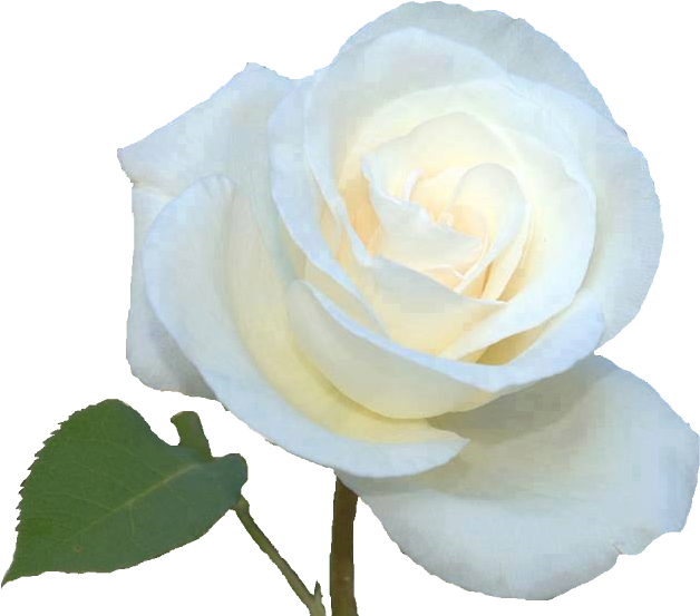 Imagens Pngs De Flores Diversas - Rosas Brancas Png (657x570), Png Download