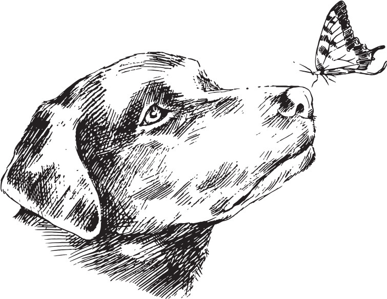 Dog (800x623), Png Download