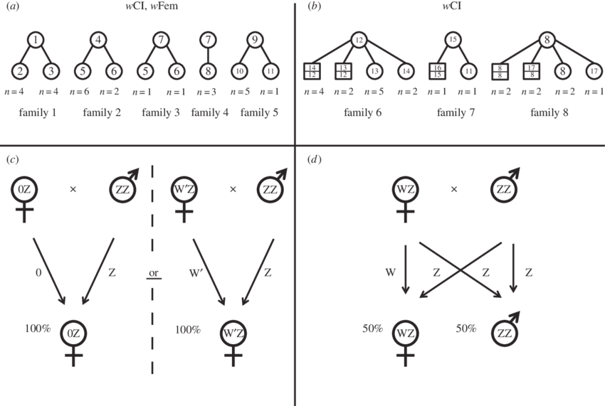 Family Pedigrees Of Wfem Co Infected And Wci Infected - Eurema Mandarina (850x571), Png Download