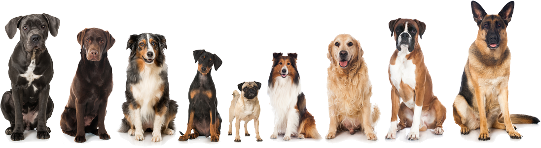 Mutley Facts - Colour Is A Dog (1097x301), Png Download