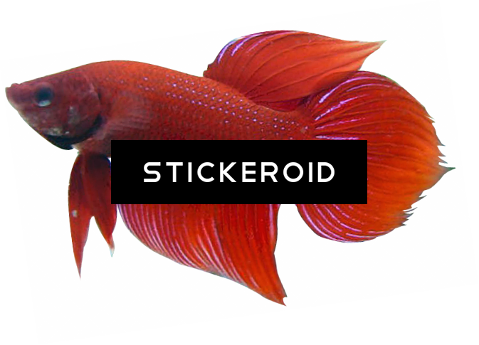 Betta Animals Fish - Snapper (673x485), Png Download