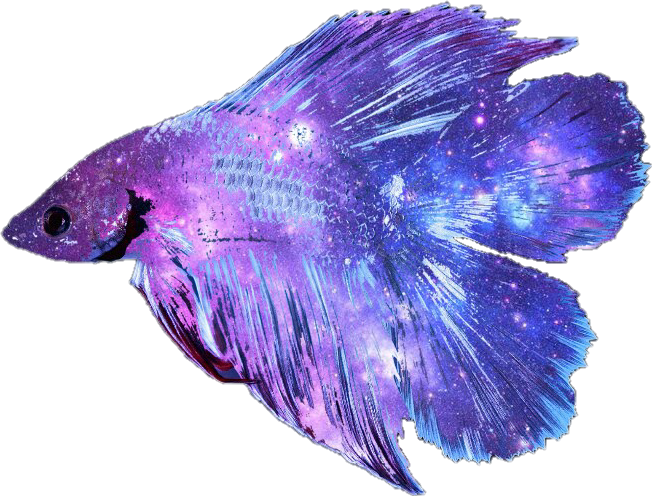 Picture Freeuse Stock Betta Fish Clipart - Betta Fish Transparent Background (652x496), Png Download