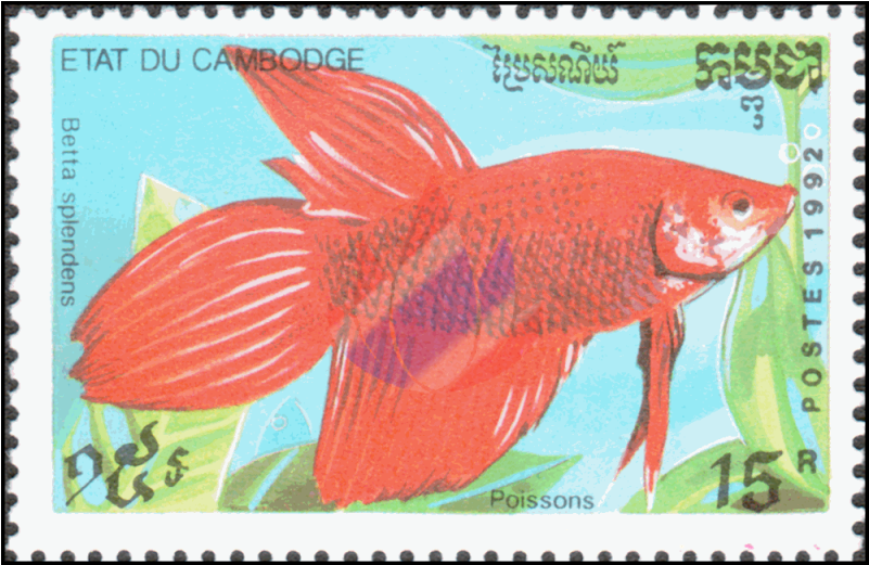 Ornamental Fish Ornamental Fish Ornamental Fish - Postage Stamp (800x800), Png Download