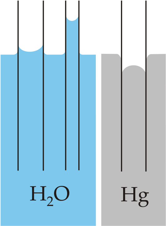 Capillary Action Of Water Compared To Mercury, In Each - Capillary Action (549x733), Png Download