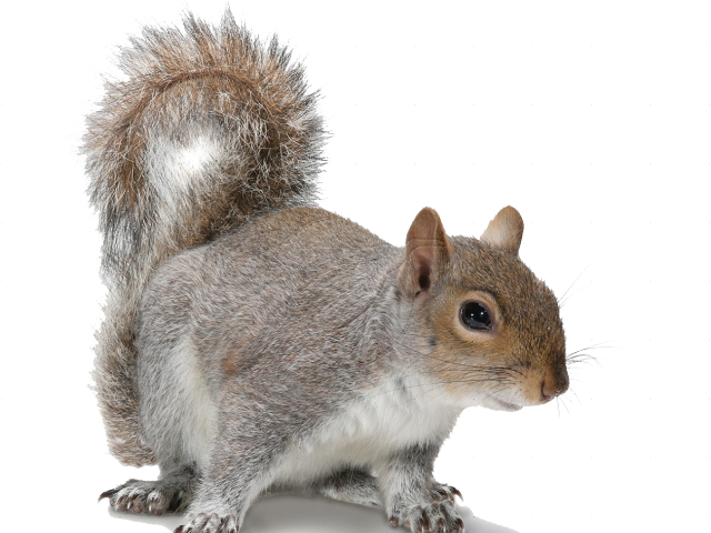 Acorn Clipart Fox Squirrel - Grey Squirrel White Background (640x480), Png Download