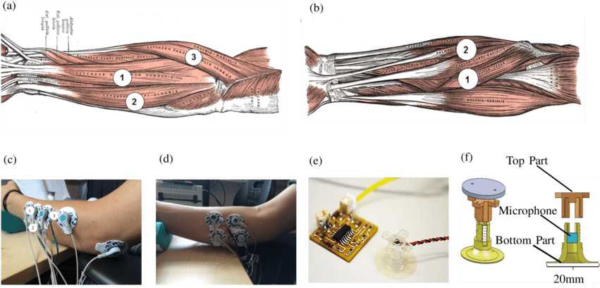 Monitored Muscles In The Anterior And Posterior Compartment - Tattoo (850x416), Png Download
