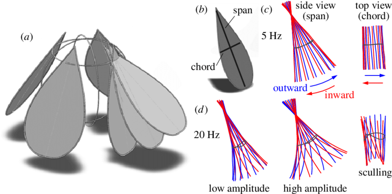 For Clarity, Only One Wing Is Shown At Its Inward, - Flapping Motion (850x396), Png Download