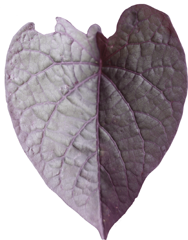Click - Ipomoea (872x1112), Png Download