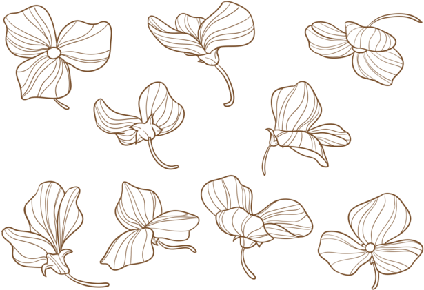 Flores Dibujadas A Mano Del Guisante Dulce - Png Hand Drawn Vector Flower (700x490), Png Download