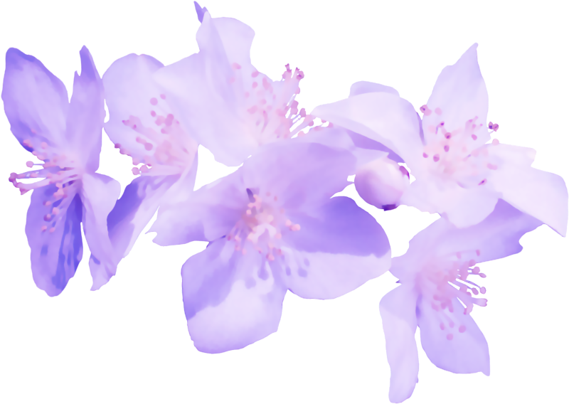 The Images - Flores Moradas En Png Transparente (800x568), Png Download