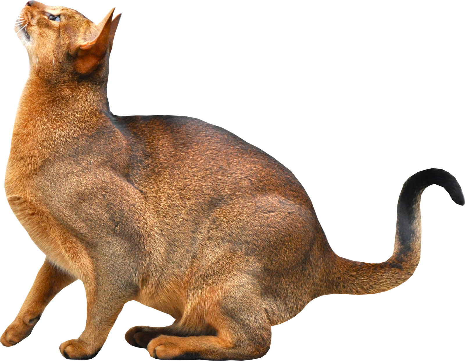 Cat Png (1600x1244), Png Download