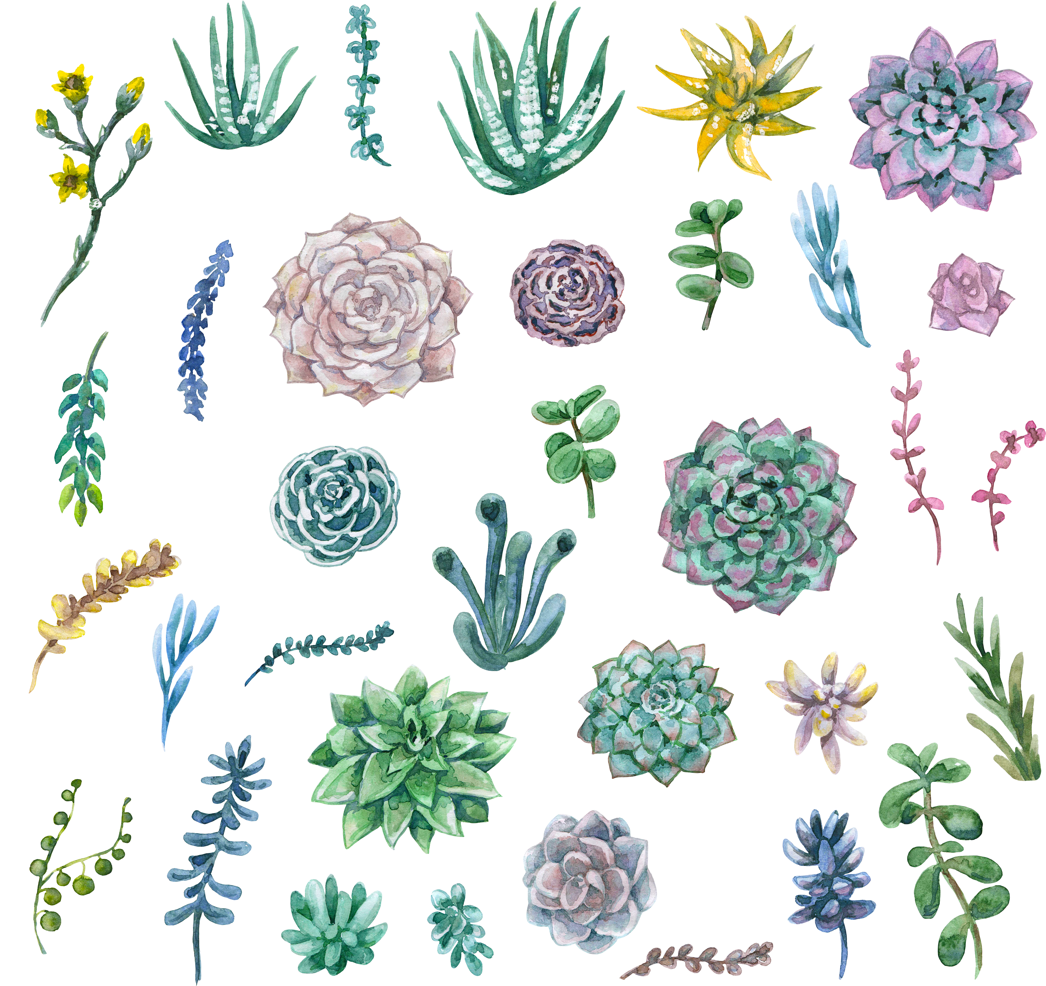 Watercolor Painting Succulent Plant Clip Art Plants - Succulent Clip Art Png (4220x4000), Png Download